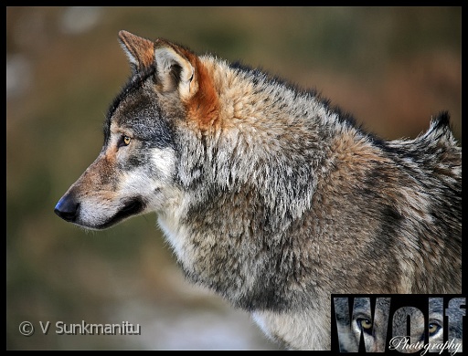 09 Noble Copyright Villayat Sunkmanitu.jpg